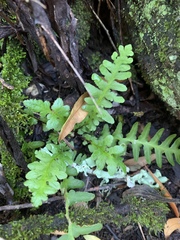 Asplenium phillipsianum