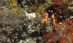 Trapezionida olivarae