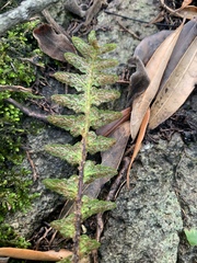 Asplenium phillipsianum