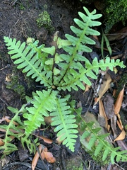 Asplenium phillipsianum