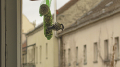 Parus major