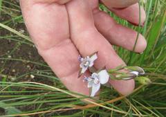 Eulophia zeyheriana