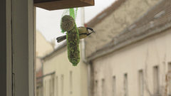 Parus major