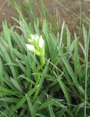Schizochilus angustifolius