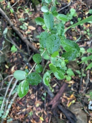 Suregada africana