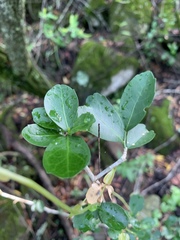 Suregada africana