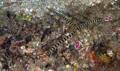 Dunckerocampus dactyliophorus