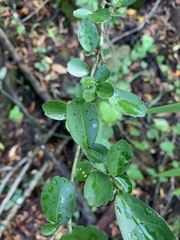 Suregada africana