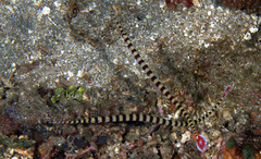 Dunckerocampus dactyliophorus