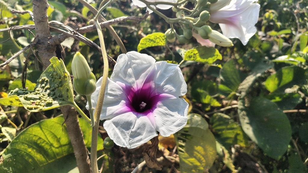 Argyreia nervosa; photograph (c) Aadi Kulkarni, some rights reserved (CC BY)