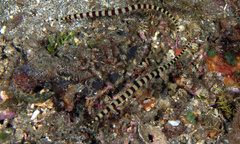 Dunckerocampus dactyliophorus