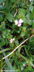 Impatiens leptopoda