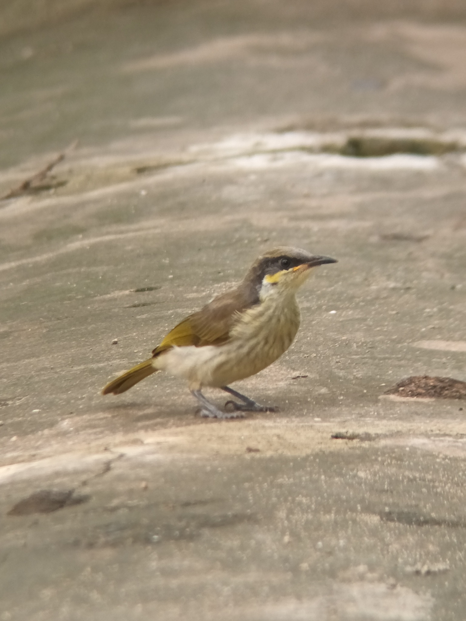 Varied Honeyeater (Gavicalis versicolor), photo 1