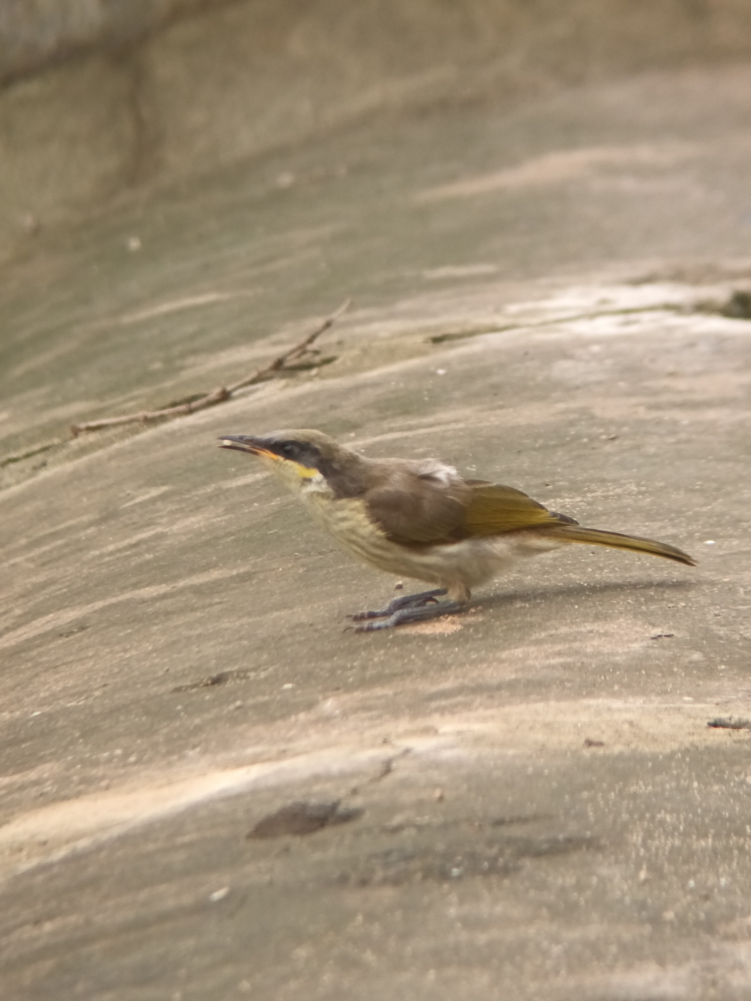 Varied Honeyeater (Gavicalis versicolor), photo 2