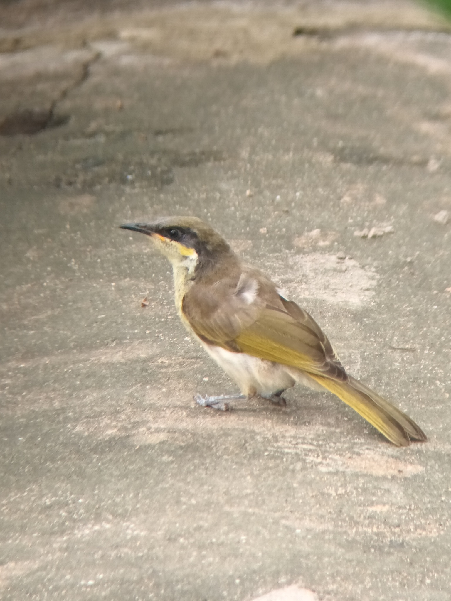 Varied Honeyeater (Gavicalis versicolor), photo 3
