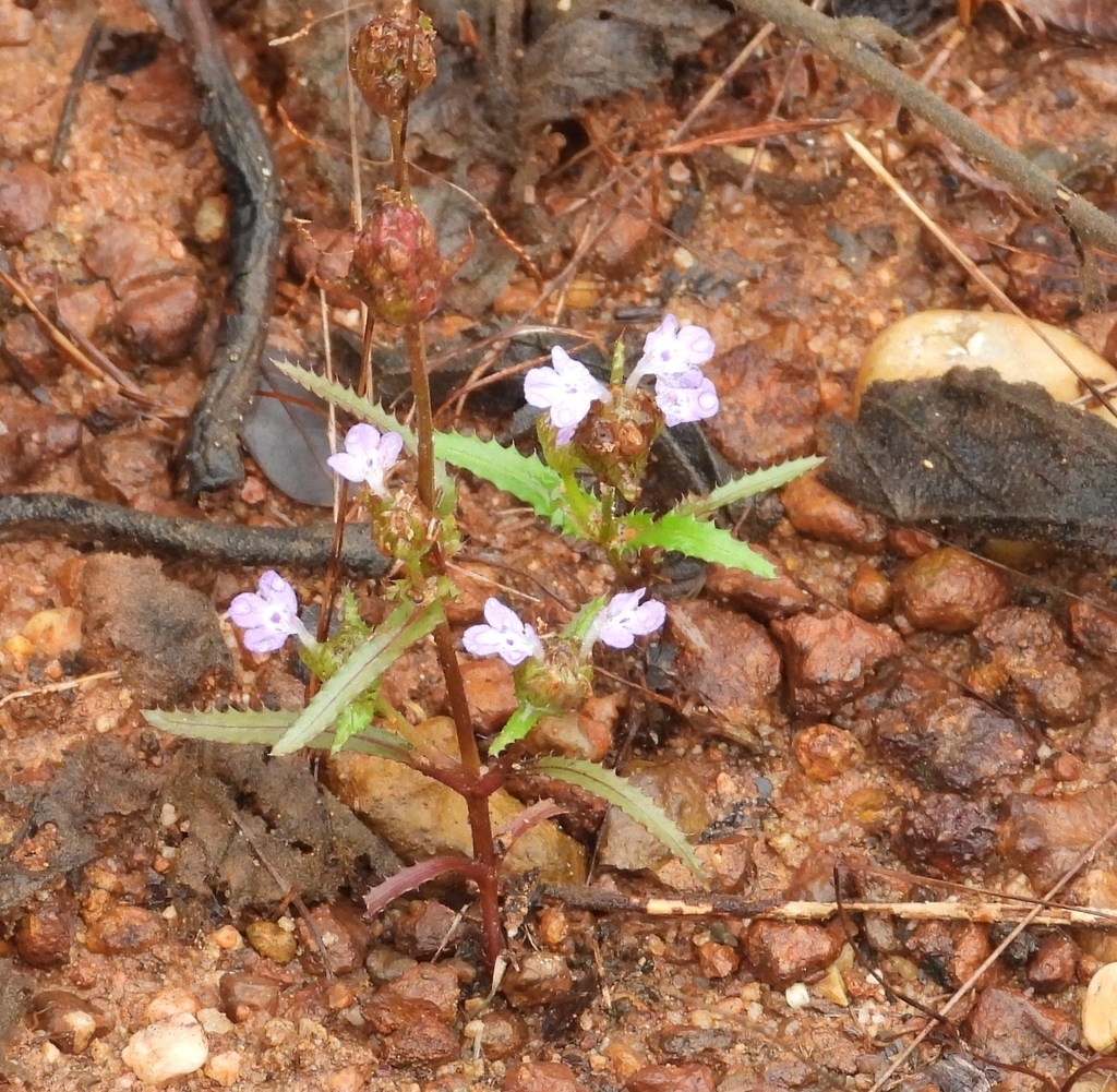 Scolophyllum