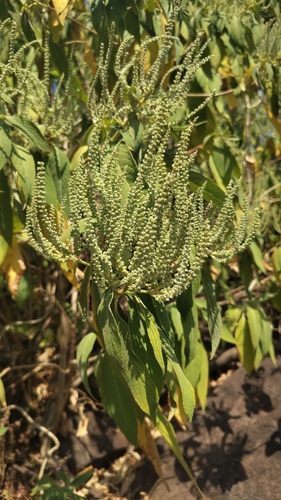 Colebrookea oppositifolia, photograph 5