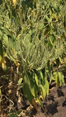 Colebrookea oppositifolia, photograph (c) Aadi Kulkarni, some rights reserved (CC BY)