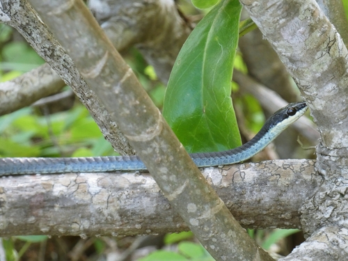Northern Tree Snake