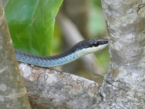 Northern Tree Snake