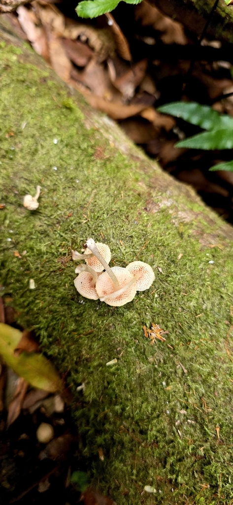 Favolaschia manipularis · January 2026 · photo: © rotceh_dnih (iNaturalist, cc-by)