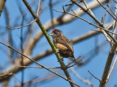 Picumnus minutissimus