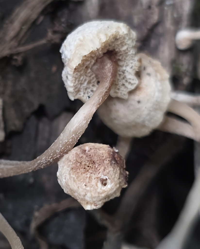 Favolaschia manipularis · January 2026 · photo: © rotceh_dnih (iNaturalist, cc-by)