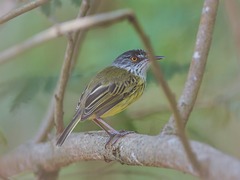 Todirostrum maculatum