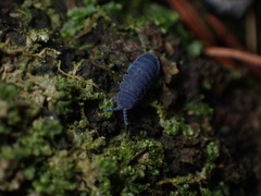Tetrodontophora bielanensis