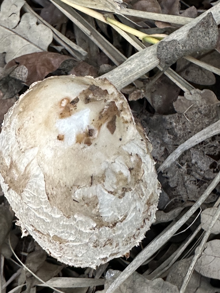 Coprinus comatus · January 2026 · photo: © irinamitine (iNaturalist, cc-by)