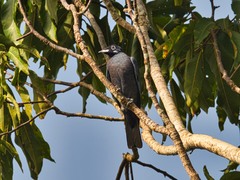 Gymnoderus foetidus