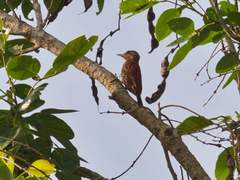 Dryobates sanguineus