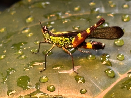 Erucius sarawakensis