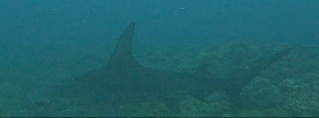 Grote hamerhaai (Sphyrna mokarran) — Sphyrnidae