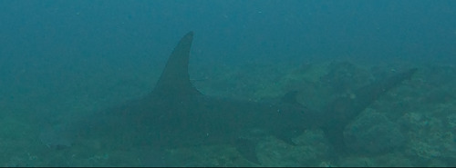 Great hammerhead (Sphyrna mokarran) — Sphyrnidae