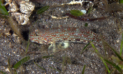 Istigobius decoratus