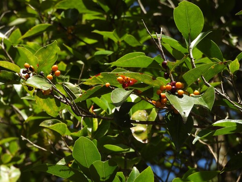 Scolopia braunii observed 2026-01-11