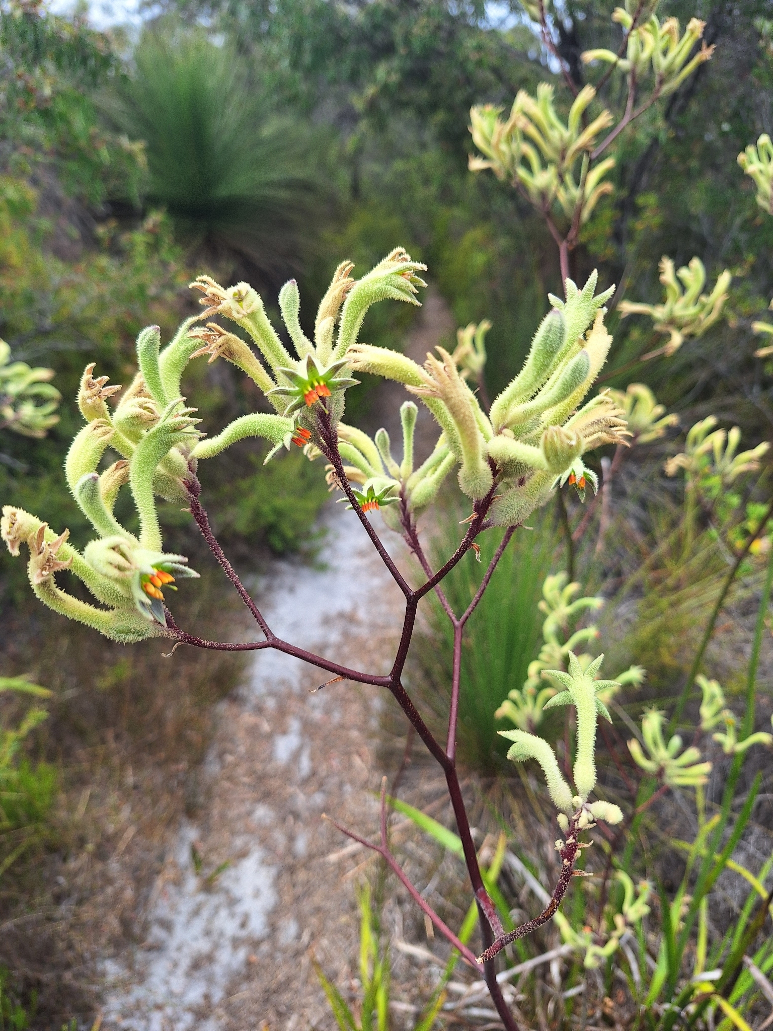 Anigozanthos flavidus