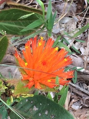 Gomphrena arborescens