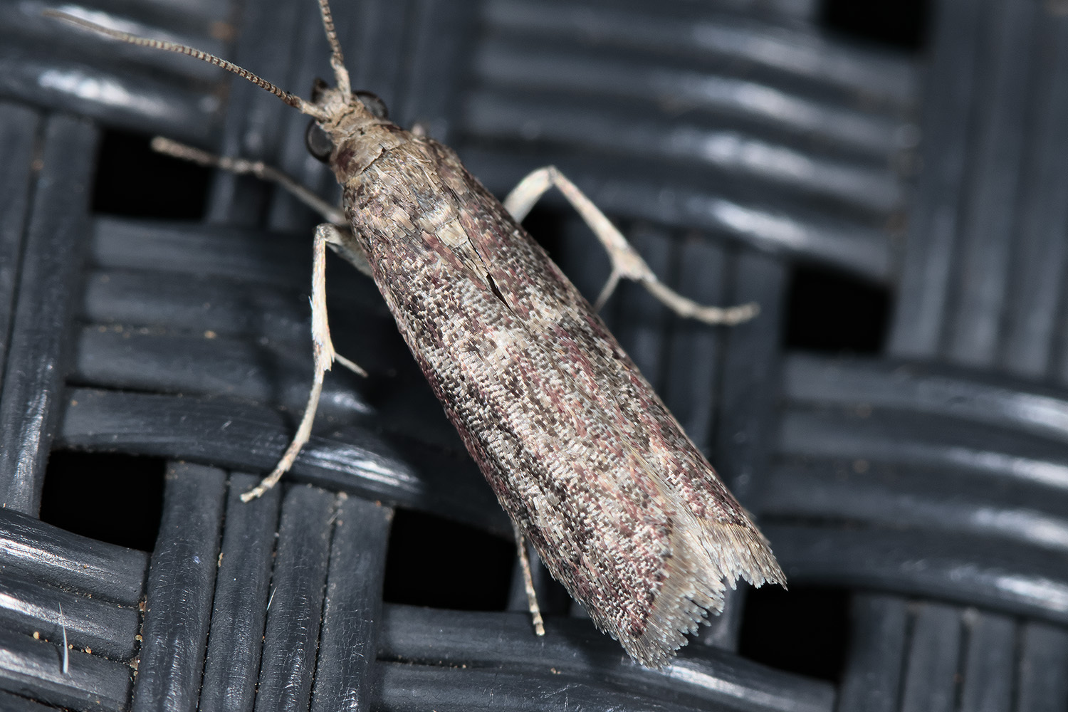 Cryptoblabes gnidiella