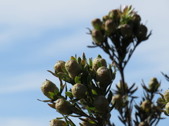 Leucadendron floridum