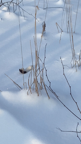 Обыкновенная ласка observed by sapeka72