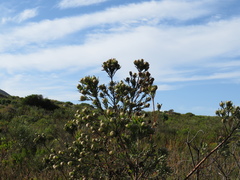 Leucadendron floridum
