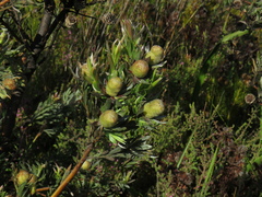Leucadendron floridum