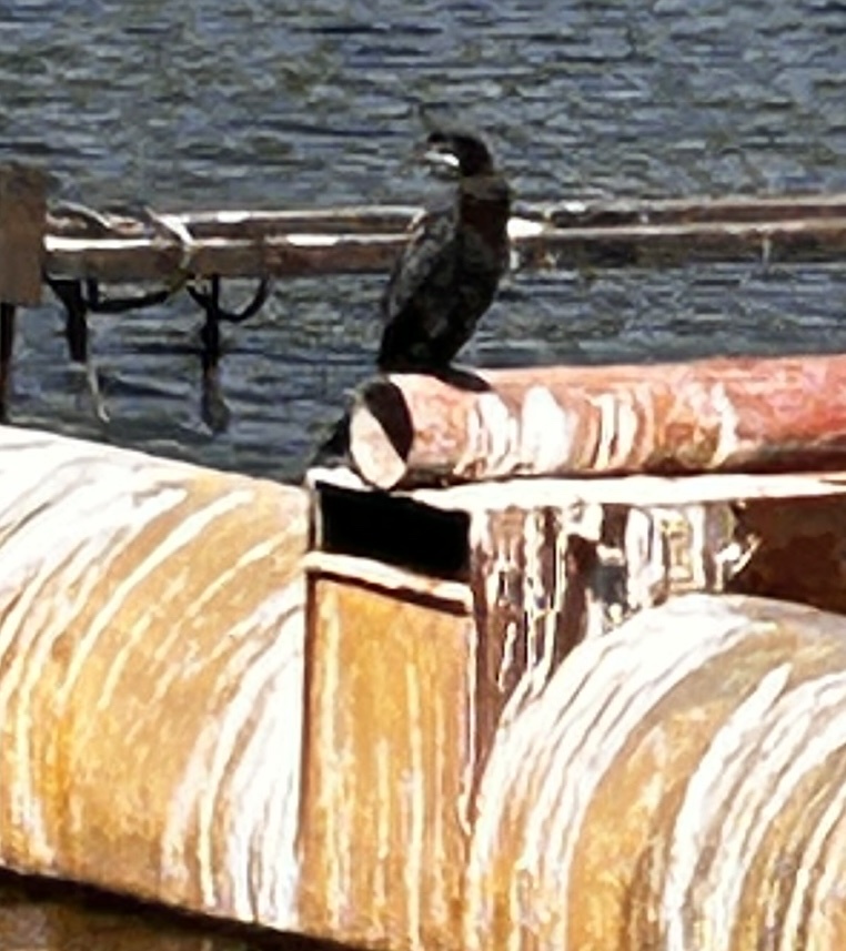 Little Cormorant (Microcarbo niger), photo 6