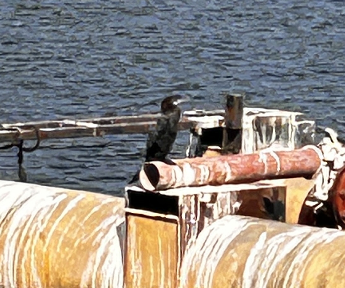 Little Cormorant (Microcarbo niger), photo 7