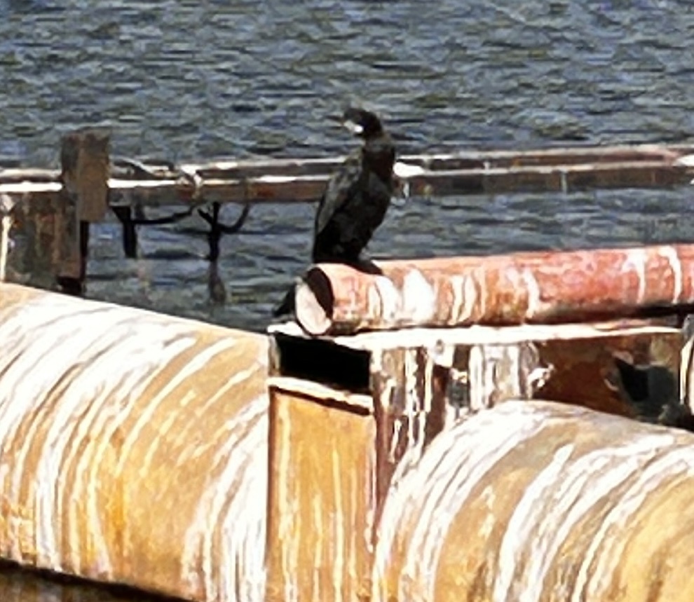 Little Cormorant (Microcarbo niger), photo 8