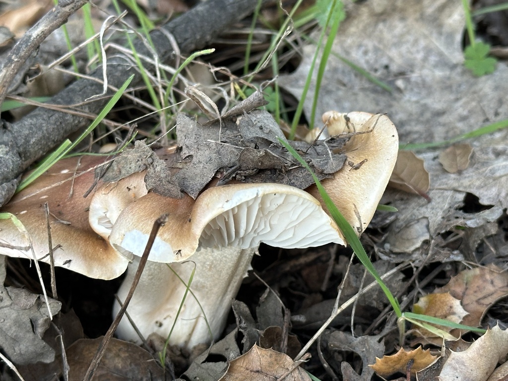 Hygrophorus roseobrunneus · January 2026 · photo: © irinamitine (iNaturalist, cc-by)