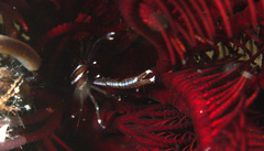 Allogalathea elegans