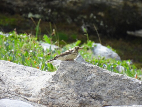 Bisbita alpino (Anthus spinoletta)